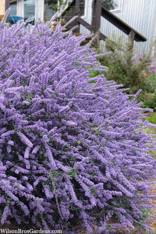  Blue Jeans Mountain Lilac (Ceanothus) - 2 Gallon Pot