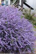  Blue Jeans Mountain Lilac (Ceanothus) - 2 Gallon Pot