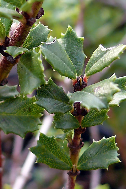  Blue Jeans Mountain Lilac (Ceanothus) - 2 Gallon Pot