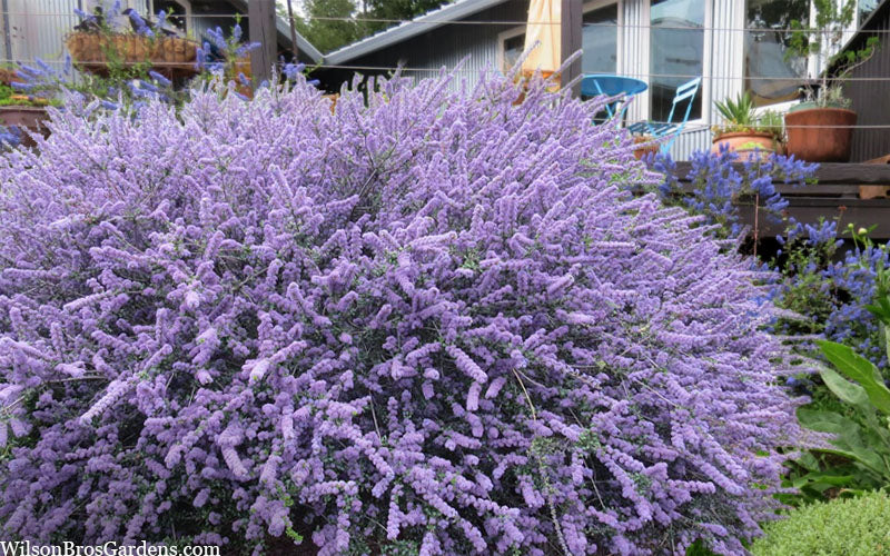  Blue Jeans Mountain Lilac (Ceanothus) - 2 Gallon Pot