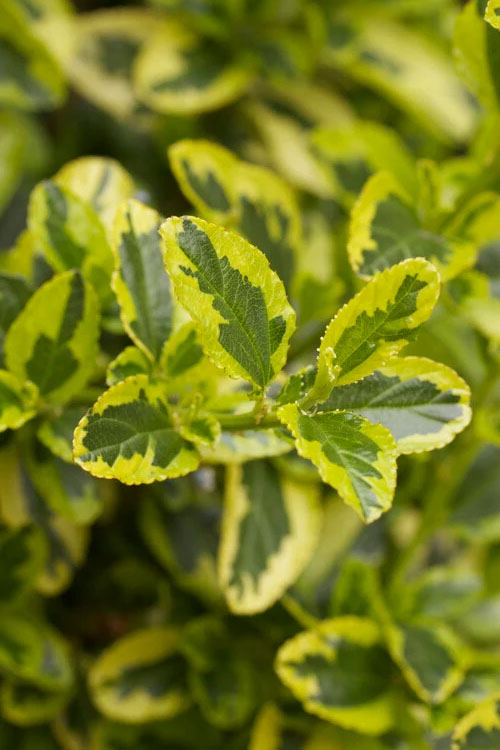  Lemon Ice California Lilac (Ceanothus) - 1 Gallon Pot