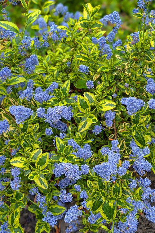  Lemon Ice California Lilac (Ceanothus) - 1 Gallon Pot