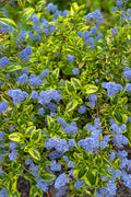  Lemon Ice California Lilac (Ceanothus) - 1 Gallon Pot