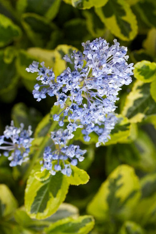  Lemon Ice California Lilac (Ceanothus) - 1 Gallon Pot