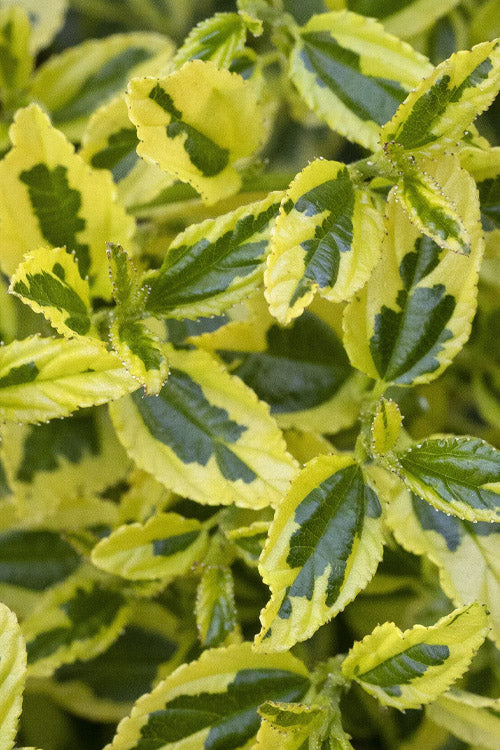  Lemon Ice California Lilac (Ceanothus) - 1 Gallon Pot