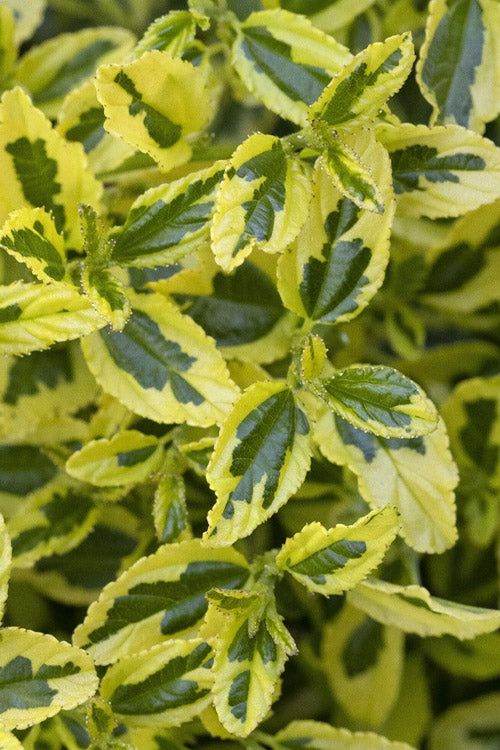  Lemon Ice California Lilac (Ceanothus) - 1 Gallon Pot
