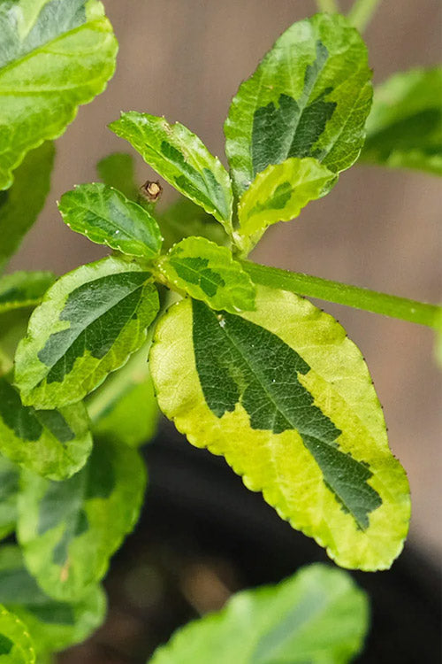  Lemon Ice California Lilac (Ceanothus) - 1 Gallon Pot