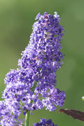  Tuxedo California Lilac (Ceanothus) - 3 Gallon Pot
