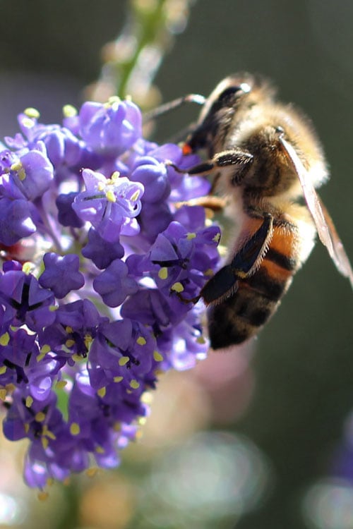  Tuxedo California Lilac (Ceanothus) - 3 Gallon Pot