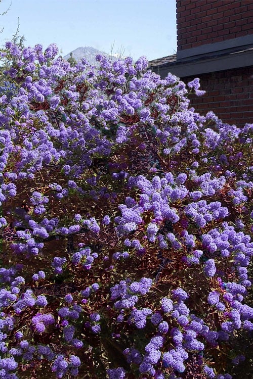  Tuxedo California Lilac (Ceanothus) - 1 Gallon Pot