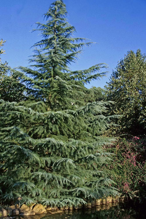  Deodar Cedar - 3 Gallon Pot