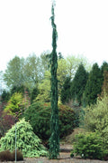  Van Den Akker Nootka Cypress - 6 Gallon Pot