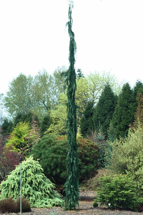  Van Den Akker Nootka Cypress - 6 Gallon Pot