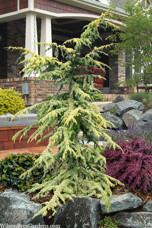  Golden Atlas Cedar - 3 Gallon Pot