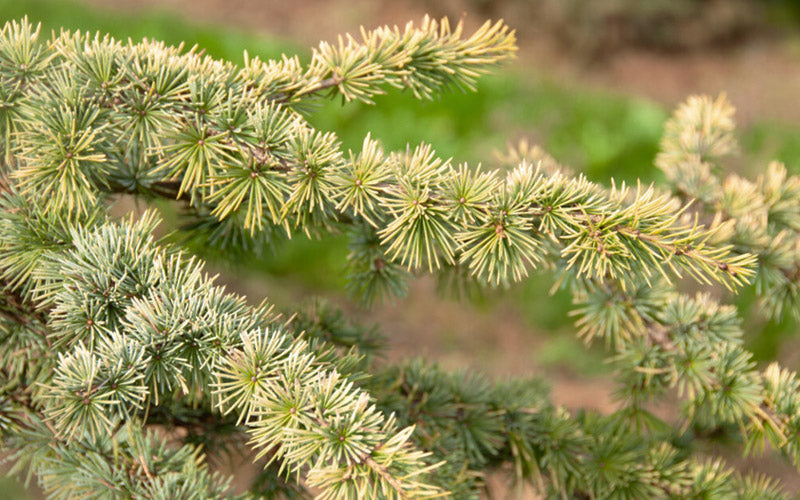  Golden Atlas Cedar - 3 Gallon Pot