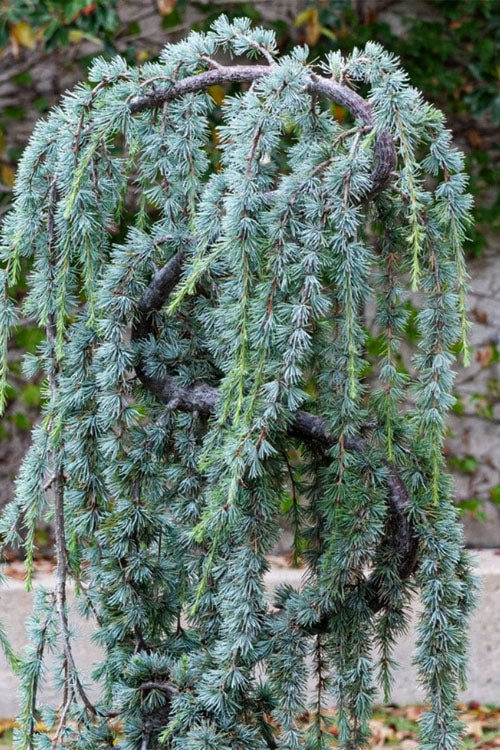  Serpentine Weeping Blue Atlas Cedar - 5 Gallon Pot