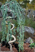  Serpentine Weeping Blue Atlas Cedar - 5 Gallon Pot