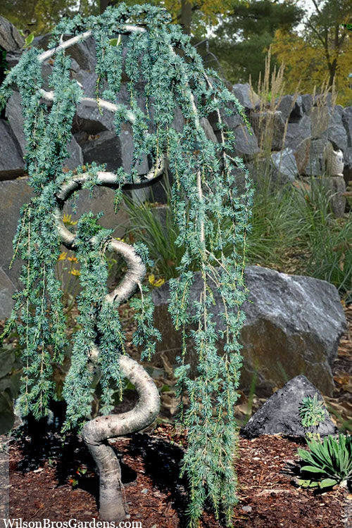  Serpentine Weeping Blue Atlas Cedar - 5 Gallon Pot