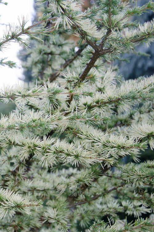  Sahara Ice Atlas Cedar - 3 Gallon Pot