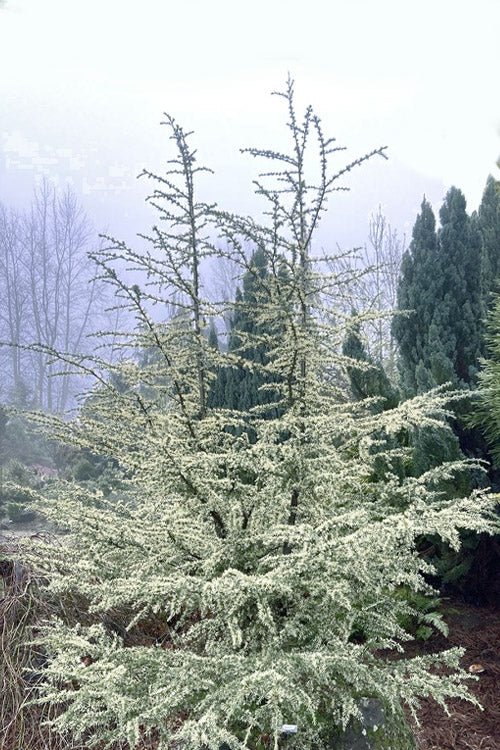  Sahara Ice Atlas Cedar - 3 Gallon Pot