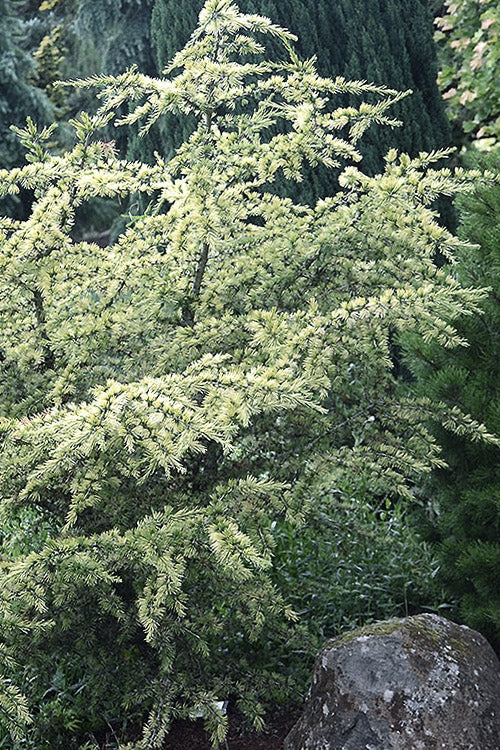  Sahara Ice Atlas Cedar - 3 Gallon Pot