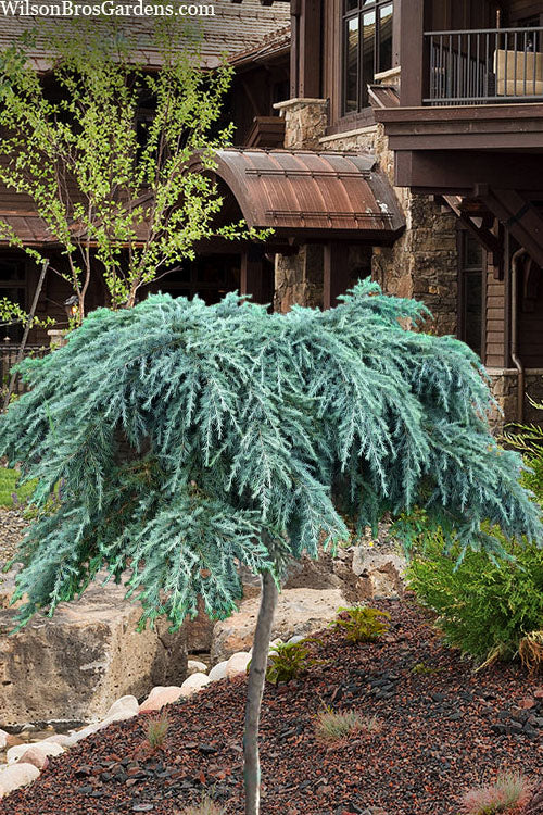  Feelin Blue Deodar Cedar (Single Trunk Tree Form) - 7 Gallon Pot
