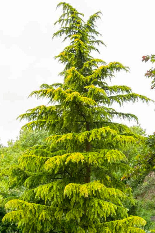  Golden Deodar Cedar - 7 Gallon Pot