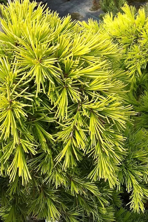  Golden Deodar Cedar - 7 Gallon Pot