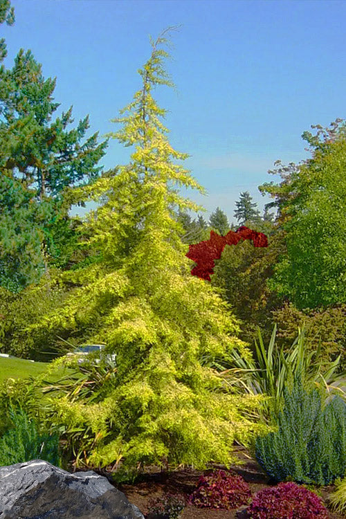  Golden Deodar Cedar - 7 Gallon Pot
