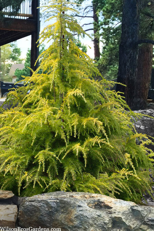  Gold Cascade Deodar Cedar - 5 Gallon Pot