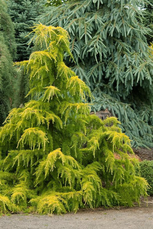  Gold Cascade Deodar Cedar - 3 Gallon Pot