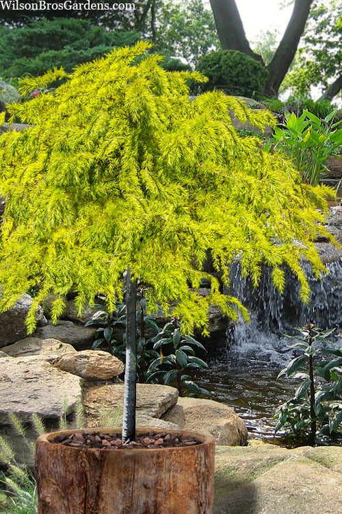  Gold Cascade Deodar Cedar (Single Trunk Topiary Tree)- 7 Gallon Pot 