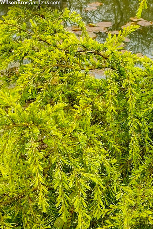  Gold Cascade Deodar Cedar - 5 Gallon Pot