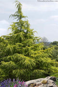  Golden Horizon Deodar Cedar - 3 Gallon Pot