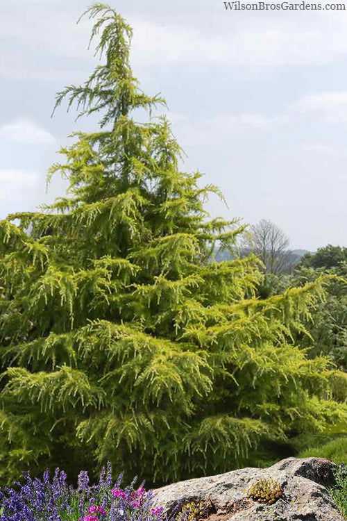  Golden Horizon Deodar Cedar - 3 Gallon Pot