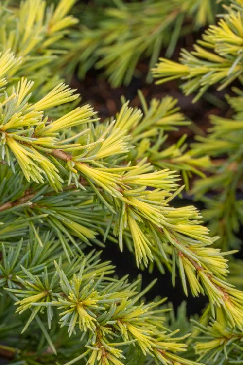  Golden Deodar Cedar - 7 Gallon Pot