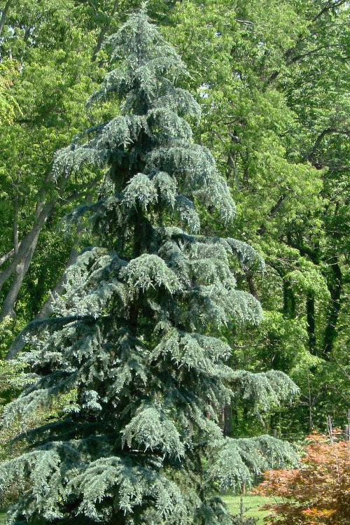  Karl Fuchs Deodar Cedar - 1 Gallon Pot