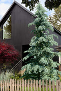  Karl Fuchs Deodar Cedar - 2 Gallon Pot