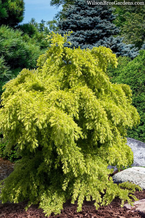  Mountain Beauty Deodar Cedar Tree - 5 Gallon Pot