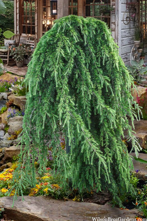 Weeping Deodar Cedar (Cedrus Deodara 'Pendula') - 1 Gallon Pot
