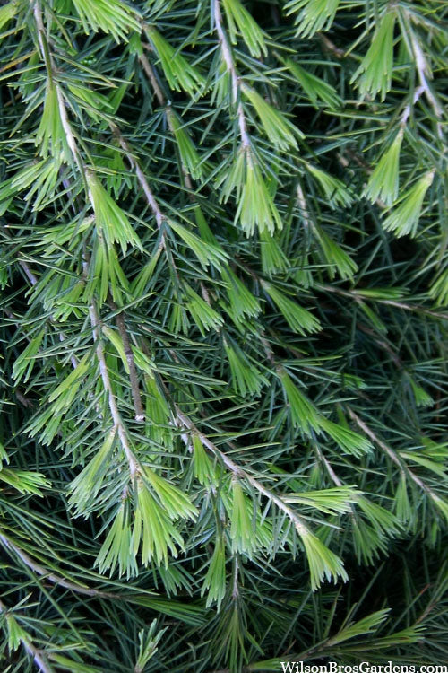  Weeping Deodar Cedar (Cedrus Deodara 'Pendula') - 3 Gallon Pot