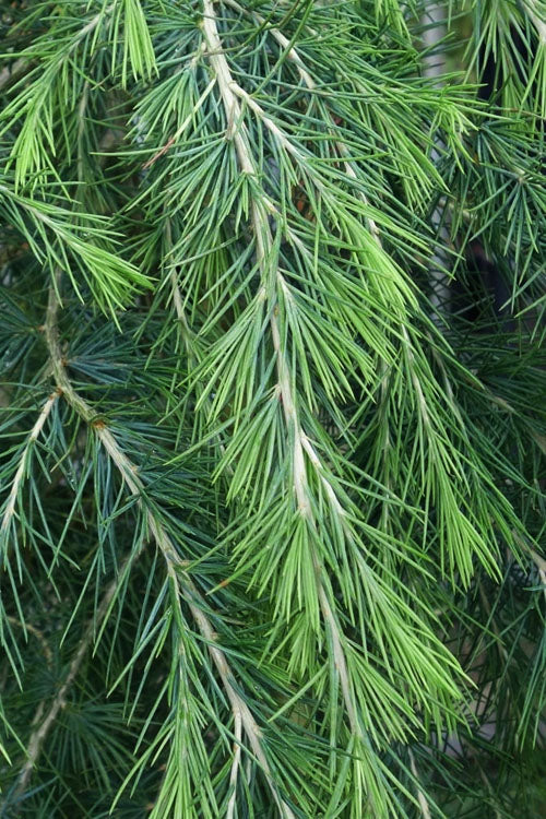  Weeping Deodar Cedar (Cedrus Deodara 'Pendula') - 1 Gallon Pot