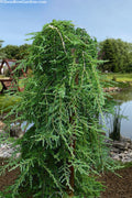  Weeping Deodar Cedar (Cedrus Deodara 'Pendula') - 1 Gallon Pot