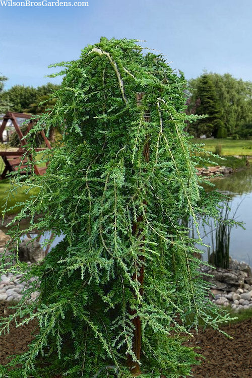  Weeping Deodar Cedar (Cedrus Deodara 'Pendula') - 3 Gallon Pot