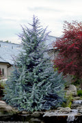  Electra Blue Deodar Cedar - 3 Gallon Pot