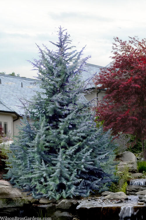  Electra Blue Deodar Cedar - 3 Gallon Pot