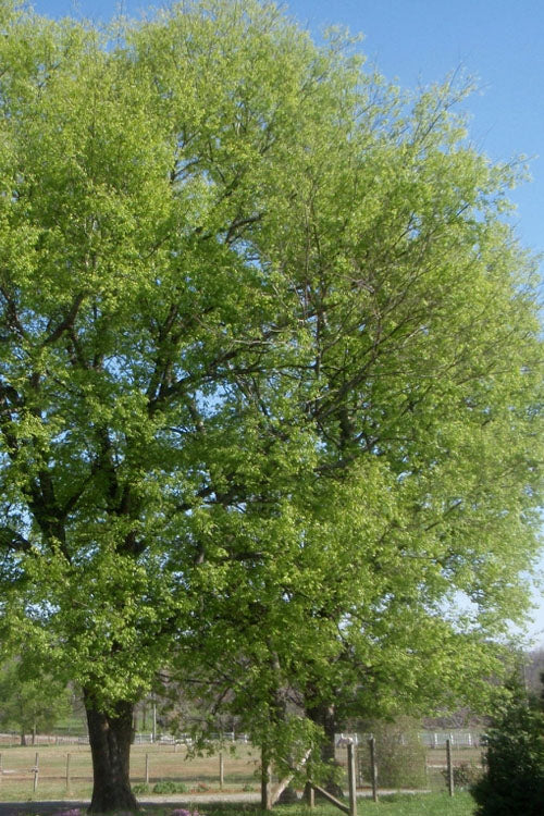  Sugarberry Tree (Celtis Laevigata) - 3 Gallon Pot