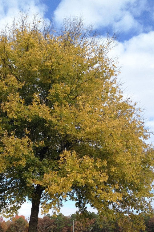  Sugarberry Tree (Celtis Laevigata) - 1 Gallon Pot