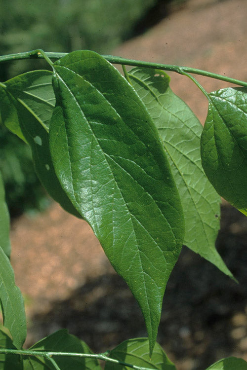  Sugarberry Tree (Celtis Laevigata) - 3 Gallon Pot
