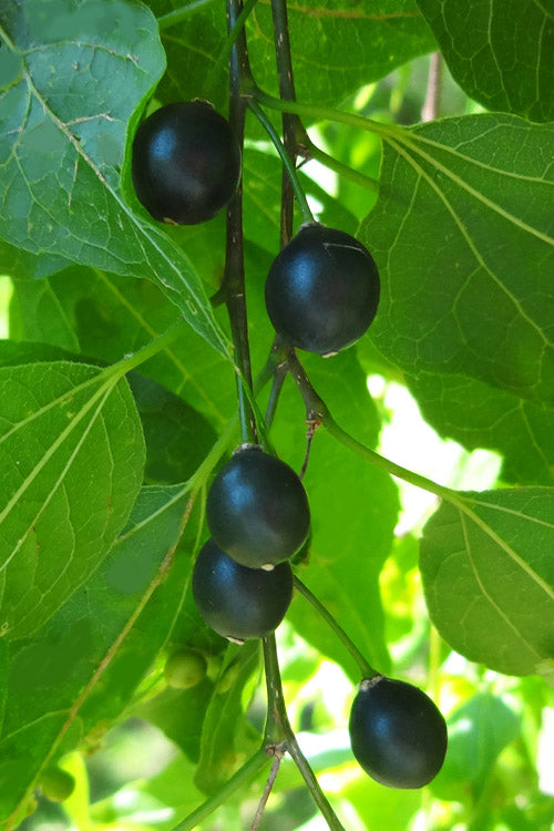  Sugarberry Tree (Celtis Laevigata) - 1 Gallon Pot